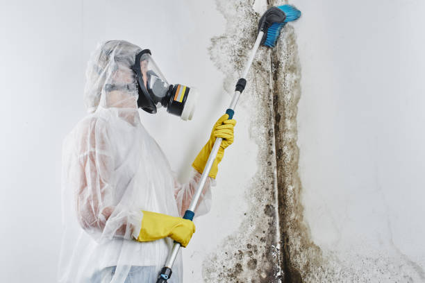 Best Post-Flood Mold Remediation in Whitehouse, TX