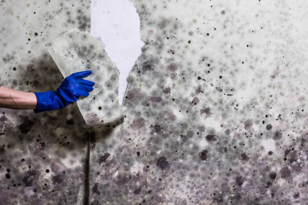 Best Mold Remediation for Specific Building Types in Whitehouse, TX